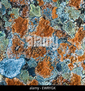 Abstract Background Texture Of Multi-Colored Lichen On A Rock Stock Photo