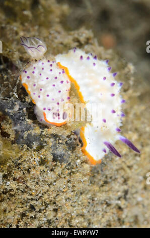 sea slugs or nudibranchs, Mexichromis multituberculata, Anilao, Batangas, Philippines, Pacific Stock Photo