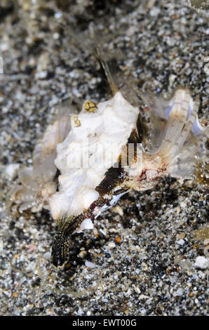 Pegasus or Dragon Sea moth, Eurypegasus draconis, Anilao, Batangas, Philippines, Pacific Stock Photo