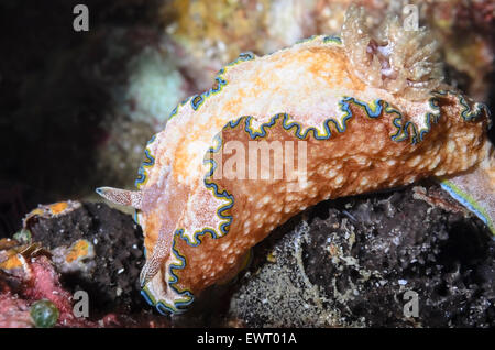 sea slug or nudibranch, Glossodoris cincta, Anilao, Batangas, Philippines, Pacific Stock Photo