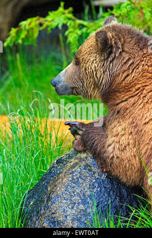 Female coastal Grizzly bear resting on a rainy day along the coast of British Columbia, Canada Stock Photo
