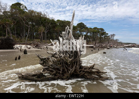 Eroding coastline on Hunting Island, South Carolina Stock Photo