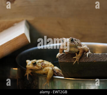 Two Eastern American Toads resting in a terrarium. (Bufo americanus) Stock Photo