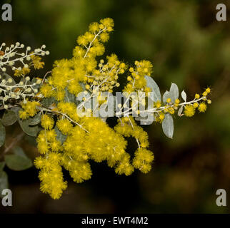 Cluster of golden yellow wattle flowers, buds & leaves of Acacia podalyrifolia, Mount Morgan / silver wattle on dark background Stock Photo