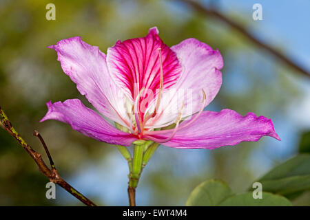 Panoramic image of stunning pink / red flower of Bauhinia variegata, deciduous butterfly / orchid tree, against background of blue sky Stock Photo