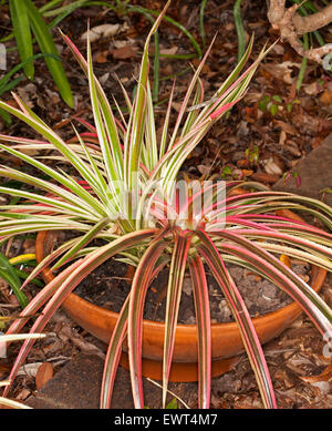 Bromeliad, Neophytum 'Galactic Warrior', Neoregelia x Orthophytum hybrid, red & green variegated leaves, in terracotta container Stock Photo