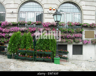 flower and shrub plant dispaly in bohemian quarter of Skadarlija Belgrade Serbia Europe Stock Photo