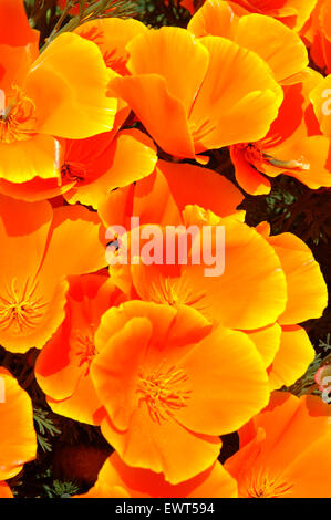 California poppy along Catherine Creek Interpretive Trail, Columbia River Gorge National Scenic Area, Washington Stock Photo