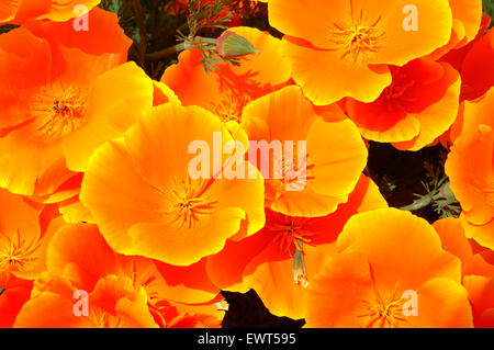 California poppy along Catherine Creek Interpretive Trail, Columbia River Gorge National Scenic Area, Washington Stock Photo