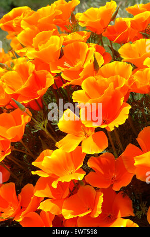 California poppy along Catherine Creek Interpretive Trail, Columbia River Gorge National Scenic Area, Washington Stock Photo