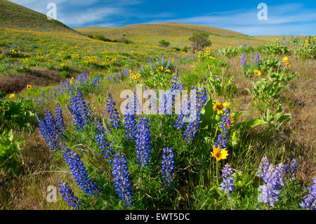 Lupine with balsamroot, Columbia Hills State Park, Columbia River Gorge National Scenic Area, Washington Stock Photo