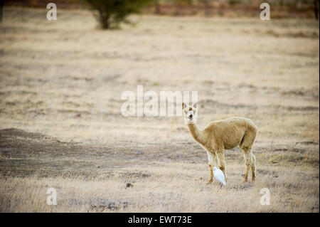 South Africa - Alpaca (vicuna packs) on a farm Stock Photo