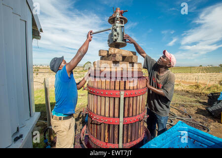 Paarl, South Africa - Wine makers mashing wine grapes Stock Photo