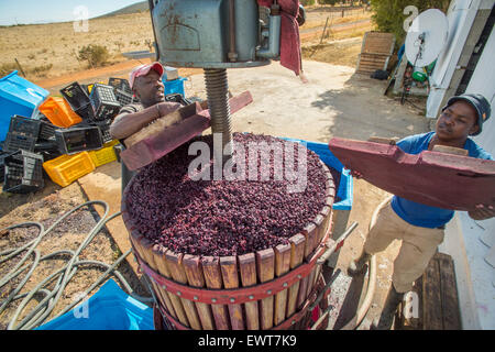 Paarl, South Africa - Wine makers mashing wine grapes Stock Photo