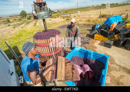 Paarl, South Africa - Wine makers mashing wine grapes Stock Photo