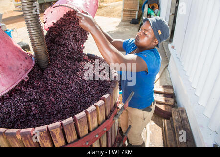 Paarl, South Africa - Wine makers mashing wine grapes Stock Photo