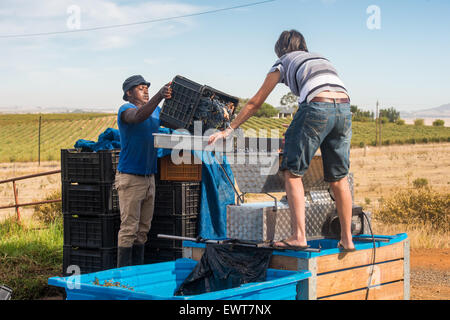 Paarl, South Africa - Wine makers mashing wine grapes Stock Photo