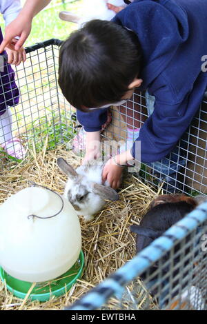 rabbits at a petting zoo Stock Photo - Alamy