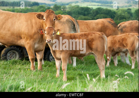 Herd of Limousin beef cattle in upland pastures, Lancashire, UK. Stock Photo