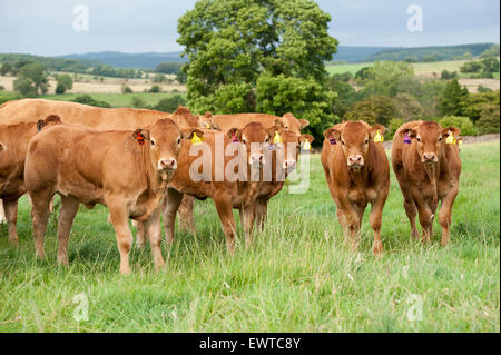 Herd of Limousin beef cattle in upland pastures, Lancashire, UK. Stock Photo