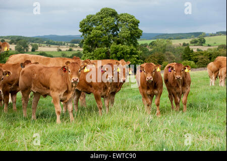 Herd of Limousin beef cattle in upland pastures, Lancashire, UK. Stock Photo