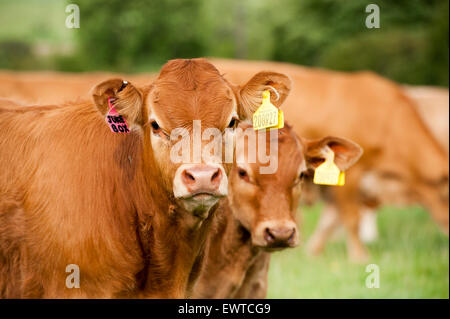 Herd of Limousin beef cattle in upland pastures, Lancashire, UK. Stock Photo