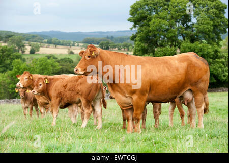 Herd of Limousin beef cattle in upland pastures, Lancashire, UK. Stock Photo