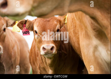 Herd of Limousin beef cattle in upland pastures, Lancashire, UK. Stock Photo