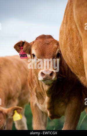 Herd of Limousin beef cattle in upland pastures, Lancashire, UK. Stock Photo