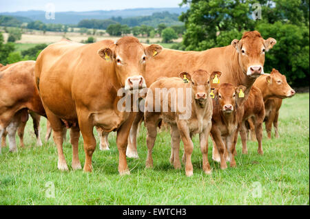 Herd of Limousin beef cattle in upland pastures, Lancashire, UK. Stock Photo