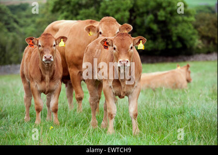 Herd of Limousin beef cattle in upland pastures, Lancashire, UK. Stock Photo