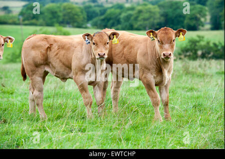 Herd of Limousin beef cattle in upland pastures, Lancashire, UK. Stock Photo