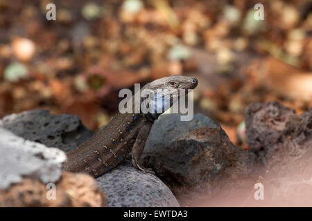 Gallot's lizard, also Tenerife lizard or Western Canaries lizard (Gallotia galloti), male, La Palma, Canary Islands, Spain Stock Photo