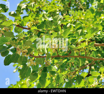 White mulberry (Morus alba), branch with ripe fruits, Istria, Croatia Stock Photo