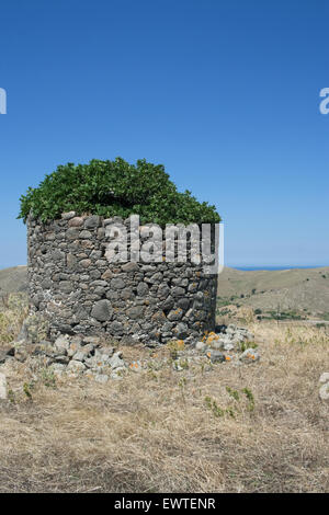 Greek windmill (mill) ruins inhabited by a fig tree (ficus family) and blue sky.Thanos village, lemnos or limnos island, greece. Stock Photo