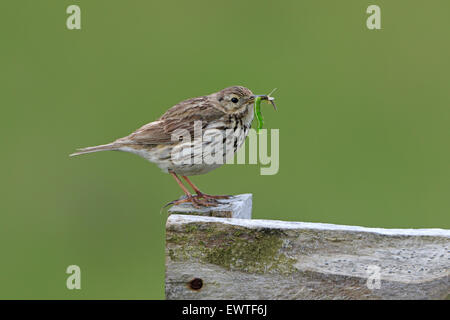 Meadow Pipit on a fence post carrying food Outer Hebrides Stock Photo