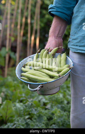 Vicia faba. Gardener holding harvested Broad beans in a colander Stock Photo