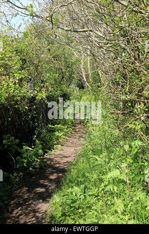 Footpath through woods above Port Lympne Animal Reserve on Saxon Shore Way, Lympne, Folkestone, Kent, England, United Kingdom Stock Photo
