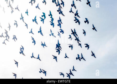 Birds flying in the sun in La Jolla, California Stock Photo