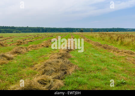 Ukrainian summer landscape with rows of mown hay on a water-meadow Stock Photo