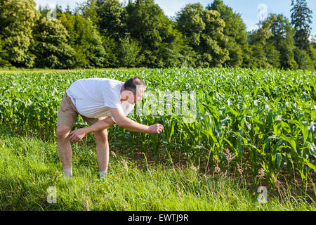 Senior farmer in a field examining crop Stock Photo