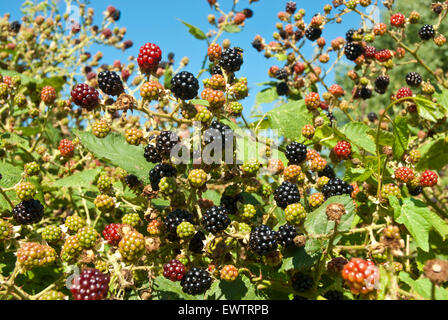 Blackberries growing in a wild hedgerow against a blue sky of summer. Stock Photo