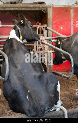 black and white cow sits in stable with milking machine in the background Stock Photo
