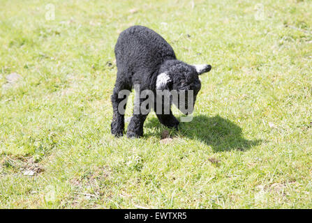 Newly born black lamb, Lake District national park, Cumbria, England, UK Stock Photo