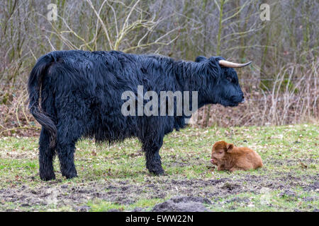 Black mother scottish highlander cow with lying brown calf in spring meadow Stock Photo