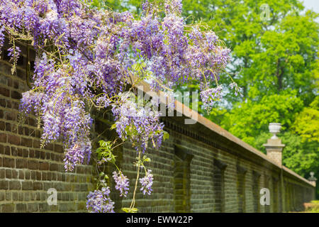 Blooming blue wisteria hanging over long brick wall in summer Stock Photo