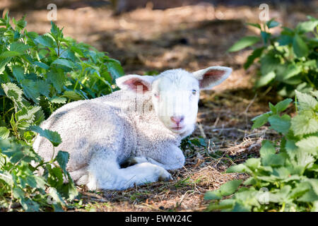 Lying lamb between nettle plants in spring season Stock Photo