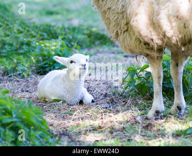 Lying lamb with legs of mother sheep in spring meadow Stock Photo