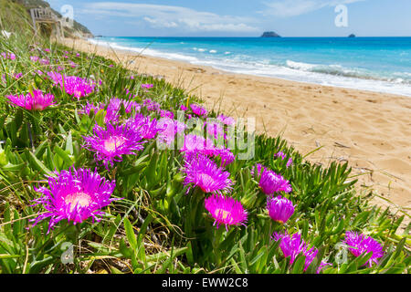 Pink icicle flowers at coast with sandy beach and blue sea in Greece Stock Photo