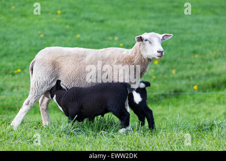 White mother sheep with two drinking black lambs in green meadow Stock Photo